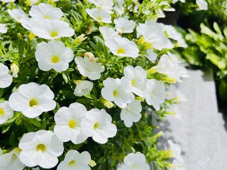 白い花と黄色い花芯のクローズアップ 白い花と黄色い花芯のクローズアップの写真
