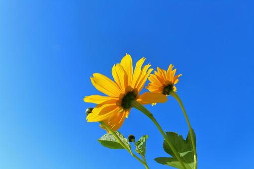 皇帝ひまわり　青空 皇帝ひまわり,ひまわり,横側の写真素材