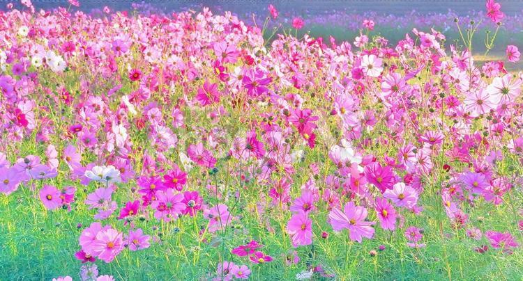 朝の陽光と満開の秋桜畑 秋桜,秋,花の写真素材