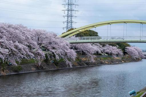 桜 桜の写真