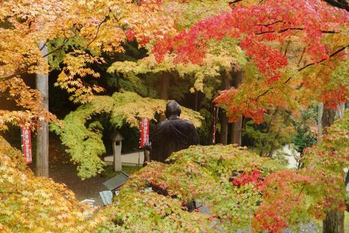 今熊野観音の紅葉 11月,秋,紅葉の写真素材