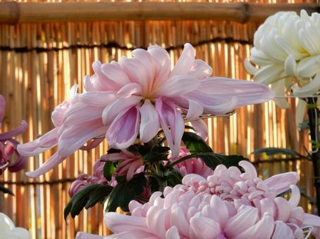 【風景写真】福山菊花展覧会の風景 キク,菊,菊花展の写真素材