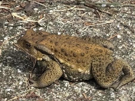 ヒキガエル。 ヒキガエル。の写真
