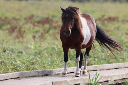 馬 馬 可愛い,野外,ウシ科の写真素材