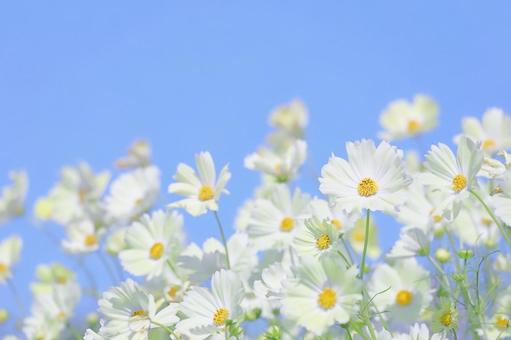 白いコスモスと空 コスモス,花,秋桜の写真素材