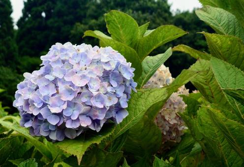 アジサイ アジサイ 花,植物,自然の写真素材