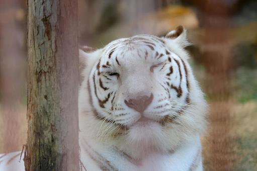 ホワイトタイガー ホワイトタイガーの写真