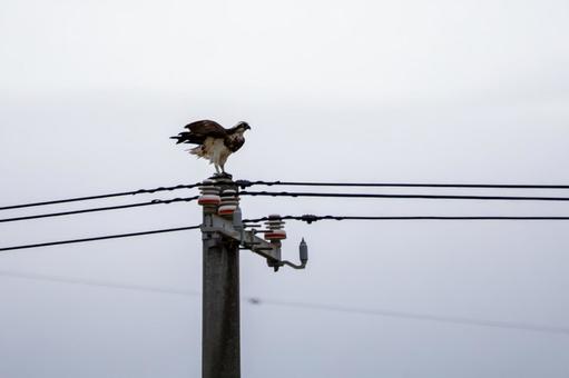ミサゴ⑸ ミサゴ⑸の写真