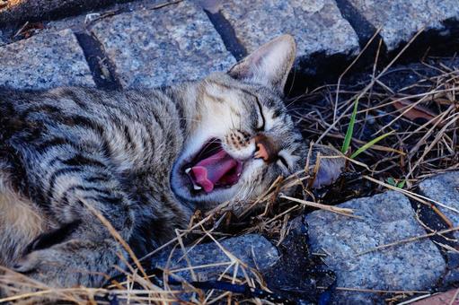 ねこのあくび ねこのあくび ねこ,動物,生き物の写真素材