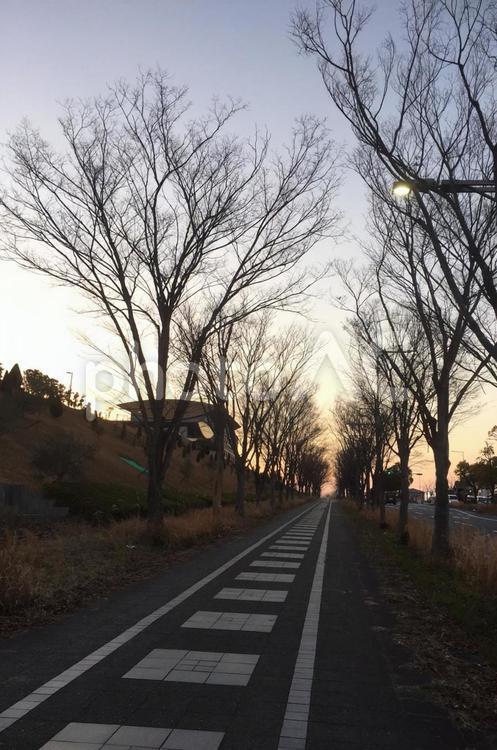 夕暮れ時の道 木,冬,風景の写真素材
