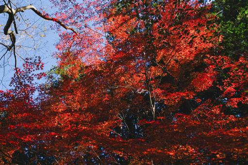 丸山公園の紅葉の写真