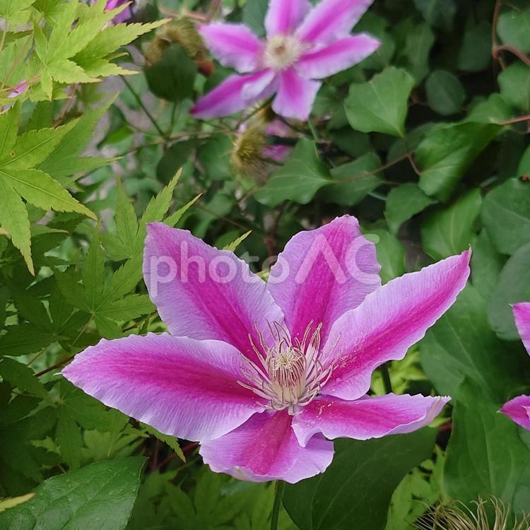 美しいクレマチス クレマチス,花,ピンクの写真素材