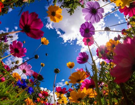 花畑から見上げた青空 花畑から見上げた青空の写真