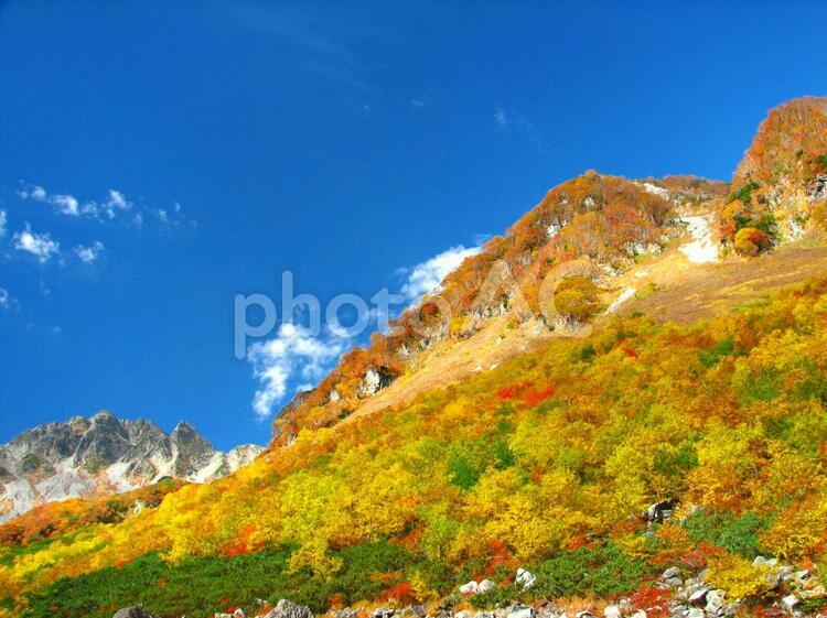 秋晴れの空と鮮やかに紅葉した山 紅葉,秋,赤色の写真素材