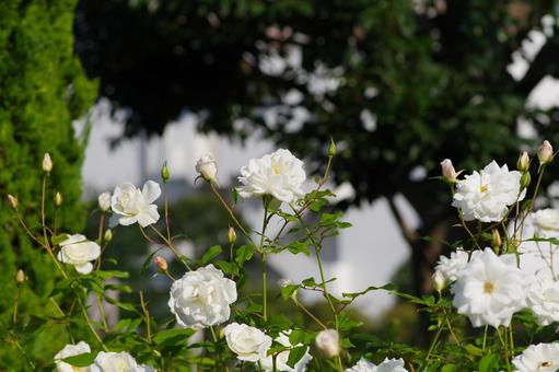 白いバラの花 白いバラの花の写真