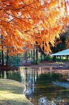 神宮東公園の池周辺の紅葉 神宮東公園の池周辺の紅葉 神宮東公園,池,紅葉の写真素材