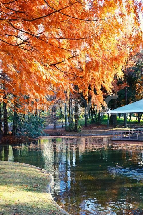 神宮東公園の池周辺の紅葉 神宮東公園,池,紅葉の写真素材