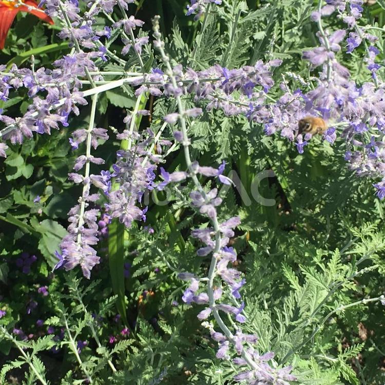 みつばちと花 みつばち,蜂,植物の写真素材