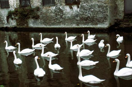 優雅に泳ぐ白鳥の写真