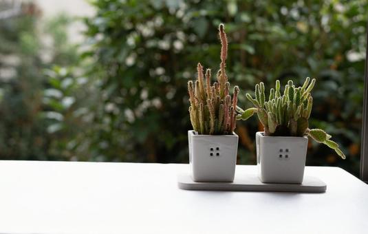 小さな2つのサボテン サボテン,2つ,観葉植物の写真素材