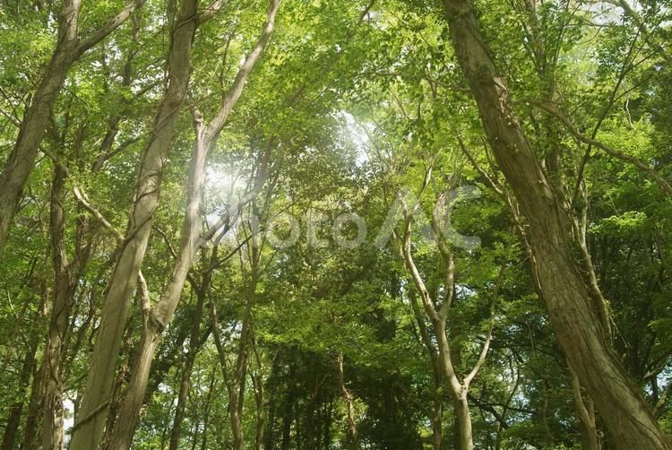 樹木_森林_168 背景,樹木,森の写真素材