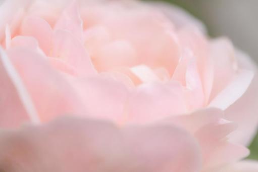 「感謝」が花言葉、ピンクの薔薇 「感謝」が花言葉、ピンクの薔薇の写真