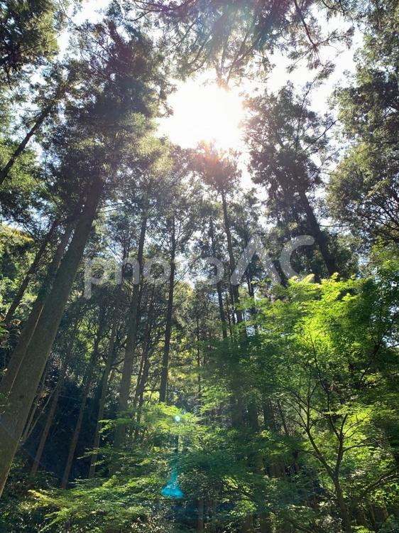 まっすぐに伸びる木々と光。 木材,木,風景の写真素材