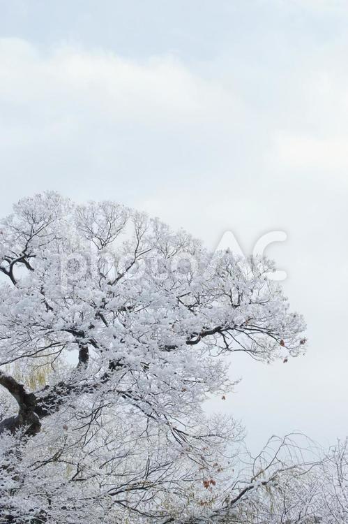 冬の風景 雪,冬,1月の写真素材