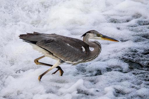 アオサギの狩り⑶ アオサギの狩り⑶ 鳥,野鳥,アオサギの写真素材