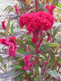 ケイトウの花 ケイトウの花の写真