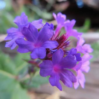 バーベナ バーベナ,花,花びらの写真素材
