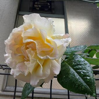 薔薇214 薔薇214の写真