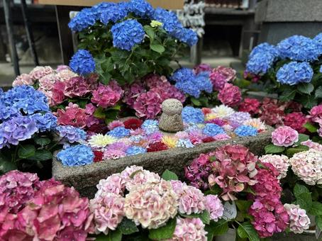 お地蔵さんと紫陽花 お地蔵さんと紫陽花 花,岡寺,雨上がりの写真素材