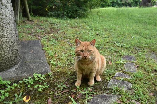 cat, JPG