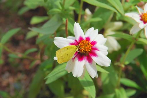 百日草の蜜を吸う黄色い蝶 黄色,蝶,蝶々の写真素材