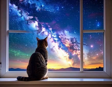 猫と宇宙 猫と宇宙の写真