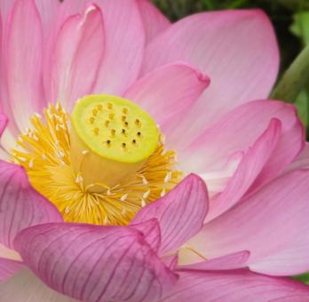 蓮の花をクローズアップ 蓮の花をクローズアップの写真