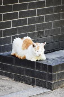 野良猫 野良猫 猫,野良猫,屋外の写真素材