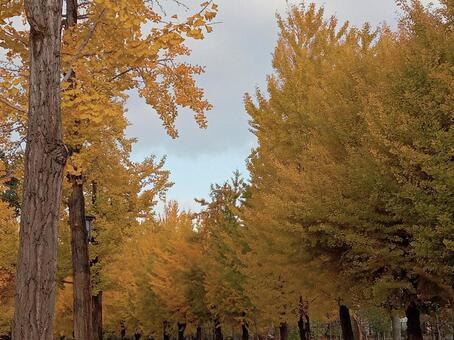 銀杏並木 銀杏並木,並木道,銀杏の写真素材