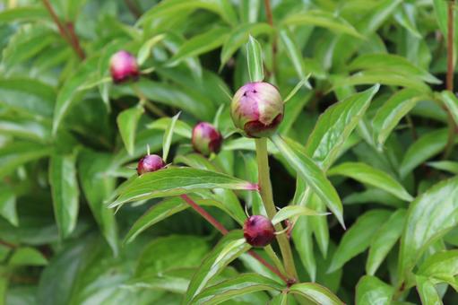 開花が楽しみなシャクヤクの蕾 開花が楽しみなシャクヤクの蕾 芍薬,シャクヤク,蕾の写真素材