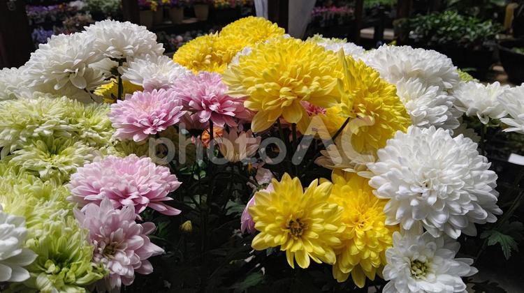 菊の花 菊,菊の花,花の写真素材