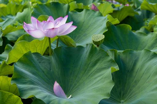 蓮の花と花びらと葉 蓮の花と花びらと葉 コントラスト,緑,葉の写真素材