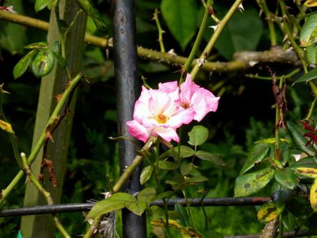 秋のバラ園にわずかに残るバラの花 バラ,花,植物の写真素材