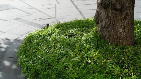Photo, street tree, fundamental, green, 