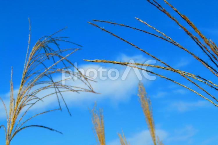 １０月下旬の公渕公園の陽を浴びるススキの穂 背景,ススキ,薄の写真素材