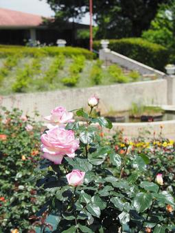 ピンクの薔薇の花 ピンクの薔薇の花の写真