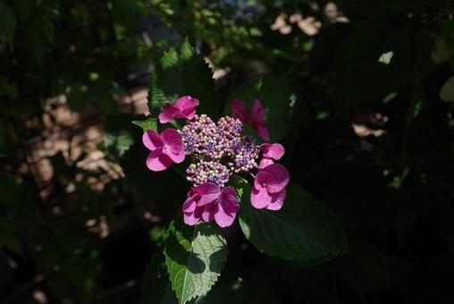 Hydrangea macrophylla, JPG Hydrangea macrophylla, JPG