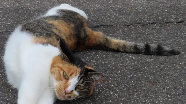 カメラ目線で伸びているもふもふな三毛猫 カメラ目線で伸びているもふもふな三毛猫 三毛猫,猫,カメラ目線の写真素材