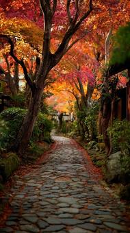 秋の紅葉 街路樹 秋の紅葉 街路樹の写真