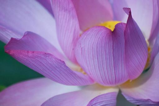 蓮の花のアップ 蓮の花のアップの写真